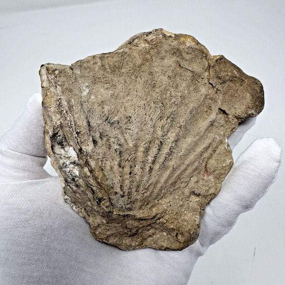 Vintage Fossilized Scallop Shell Pectinidae Fan Shaped Sea Life Fossil Specimen - Picture 1 of 12